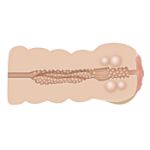 Image de ADAM'S TIGHT STROKER WITH MASSAGE BEADS